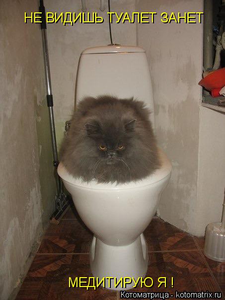 Котоматрица: НЕ ВИДИШЬ ТУАЛЕТ ЗАНЕТ МЕДИТИРУЮ Я !