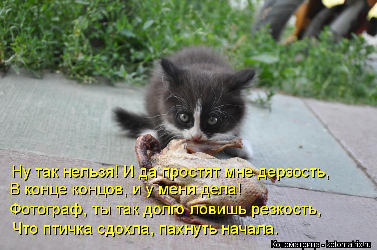 В конце концов, и у меня дела! Фотограф, ты так долго ловишь резкость, Что птичка сдохла, пахнуть нач... Котоматрица: В конце концов, и у меня дела! Фотограф, ты так долго ловишь резкость, Что птичка сдохла, пахнуть начала. Ну так нельзя! И да простят мне дерзо