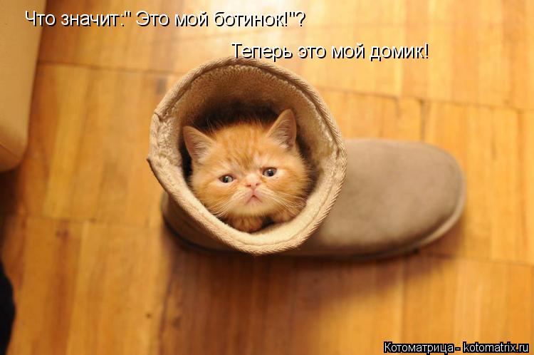 Котоматрица: Что значит:" Это мой ботинок!"? Теперь это мой домик!