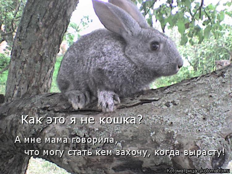 Котоматрица: Как это я не кошка?  что могу стать кем захочу, когда вырасту! А мне мама говорила,