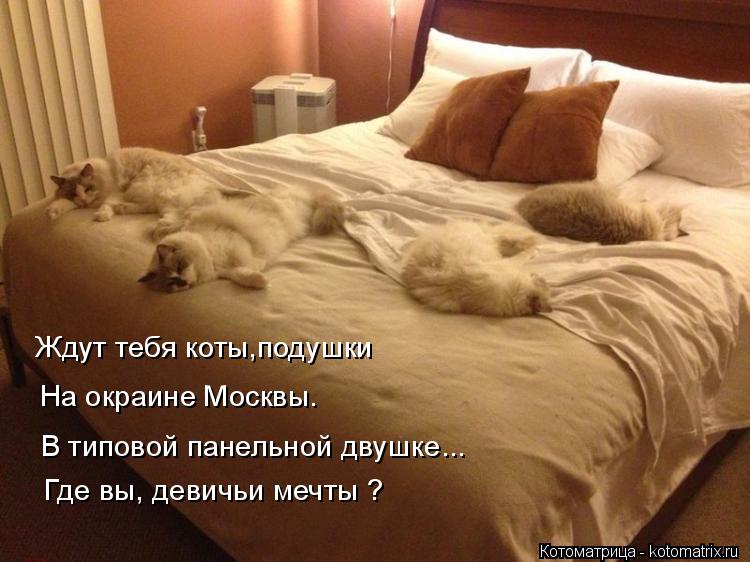 Котоматрица: Ждут тебя коты,подушки  На окраине Москвы. В типовой панельной двушке... Где вы, девичьи мечты ?