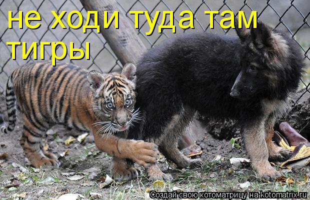 Котоматрица: не ходи туда там  тигры