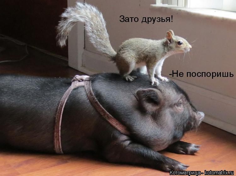 Котоматрица: Зато друзья! -Не поспоришь