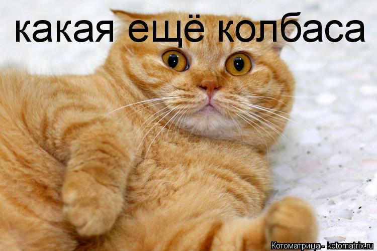 Котоматрица: какая ещё колбаса
