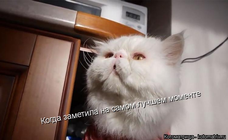 Котоматрица: Когда заметила на самом лучшем моменте