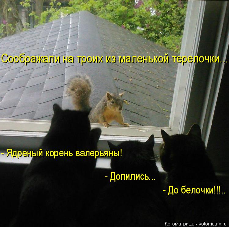 Котоматрица: - Ядреный корень валерьяны!  - Допились... - До белочки!!!.. Соображали на троих из маленькой терелочки...