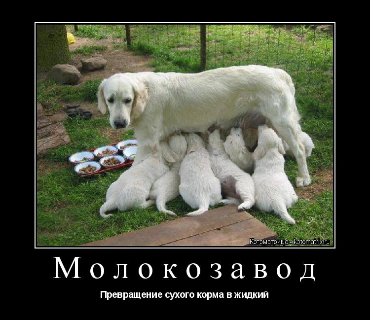 Котоматрица: Молокозавод Превращение сухого корма в жидкий