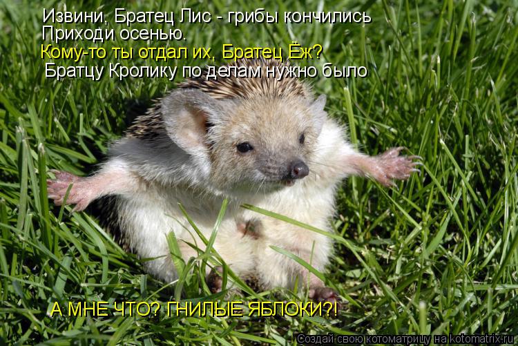 Котоматрица: Извини, Братец Лис - грибы кончились Приходи осенью. Кому-то ты отдал их, Братец Ёж? Братцу Кролику по делам нужно было А МНЕ ЧТО? ГНИЛЫЕ ЯБЛОК