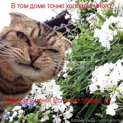 Котоматрица: В том доме точно колбасы много? Смотри у меня! Если это обман, то...
