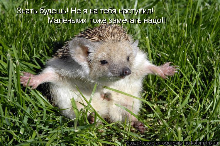 Котоматрица: Знать будешь! Не я на тебя наступил! Маленьких тоже замечать надо!!