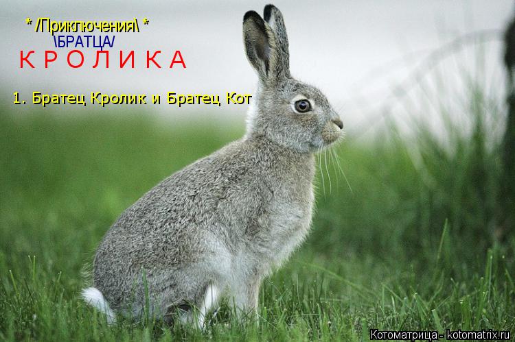 Котоматрица: * /Приключения\ * \БРАТЦА/ К Р О Л И К А 1. Братец Кролик и Братец Кот