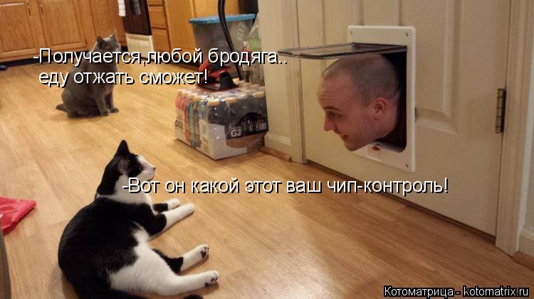 Котоматрица: -Получается,любой бродяга.. еду отжать сможет! -Вот он какой этот ваш чип-контроль!
