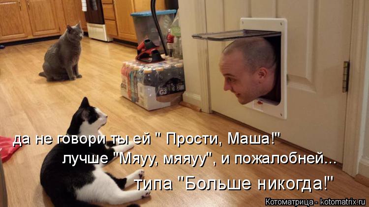 Котоматрица: да не говори ты ей " Прости, Маша!" лучше "Мяуу, мяяуу", и пожалобней... типа "Больше никогда!"