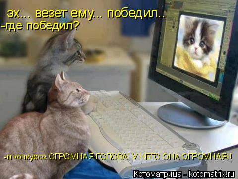 Котоматрица: эх... везет ему... победил.. -где победил? -в конкурсе ОГРОМНАЯ ГОЛОВА! У НЕГО ОНА ОГРОМНАЯ!!