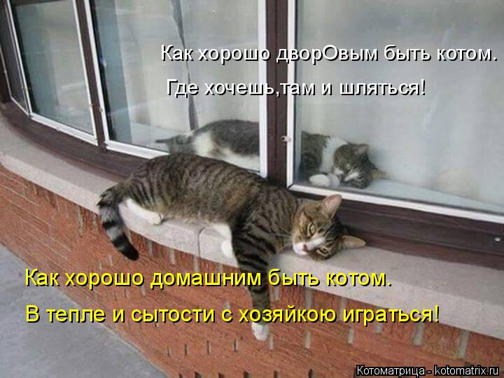 Котоматрица: Как хорошо дворОвым быть котом. Где хочешь,там и шляться! Как хорошо домашним быть котом. В тепле и сытости с хозяйкою играться!