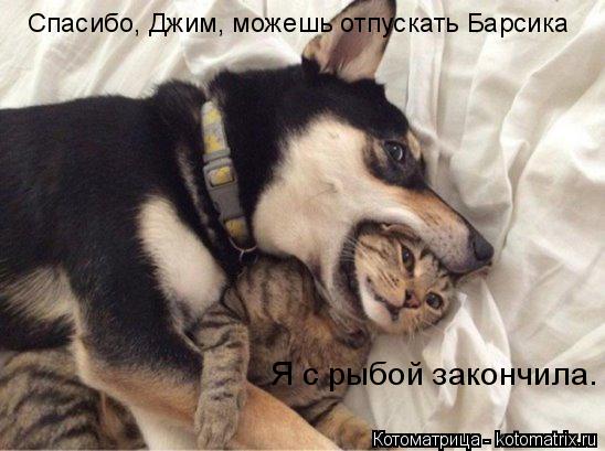 Котоматрица: Спасибо, Джим, можешь отпускать Барсика Я с рыбой закончила.