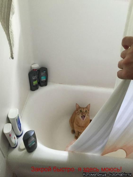 Котоматрица: Закрой быстро. я здесь моюсь!