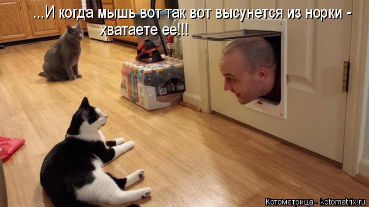 ...И когда мышь вот так вот высунется из норки - хватаете ее!!!... Котоматрица: ...И когда мышь вот так вот высунется из норки - хватаете ее!!!
