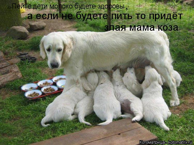 Котоматрица: Пейте дети молоко будете здоровы , а если не будете пить то придёт  злая мама коза