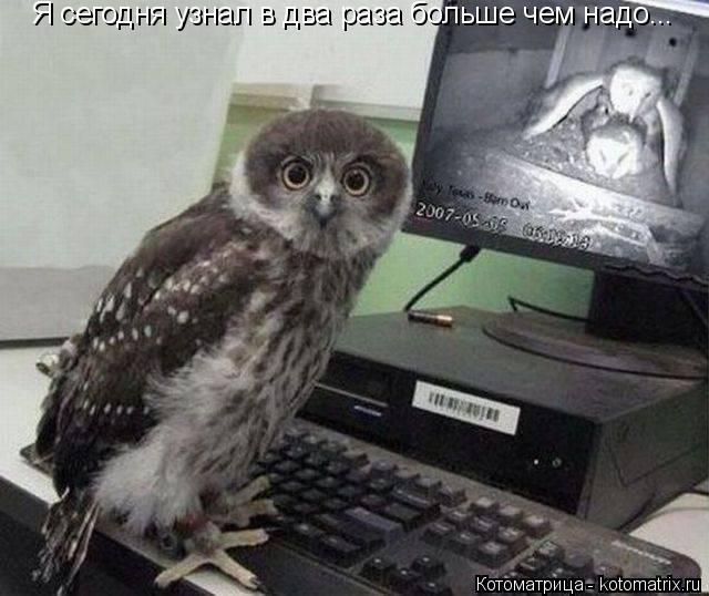 Котоматрица: Я сегодня узнал в два раза больше чем надо...
