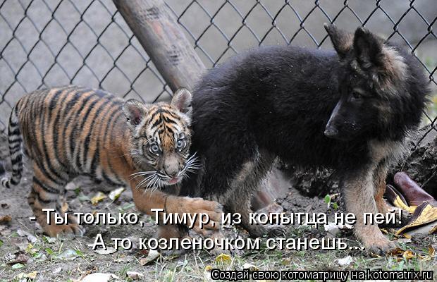 - Ты только, Тимур, из копытца не пей! А то козленочком станешь...... Котоматрица: - Ты только, Тимур, из копытца не пей! А то козленочком станешь...