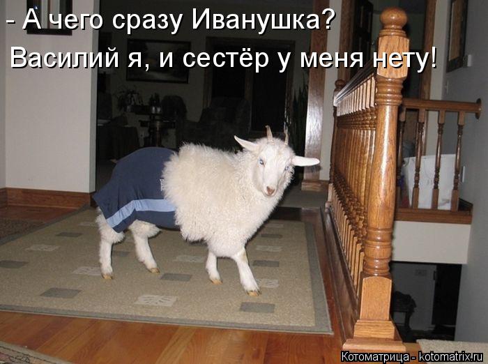 Котоматрица: - А чего сразу Иванушка? Василий я, и сестёр у меня нету!