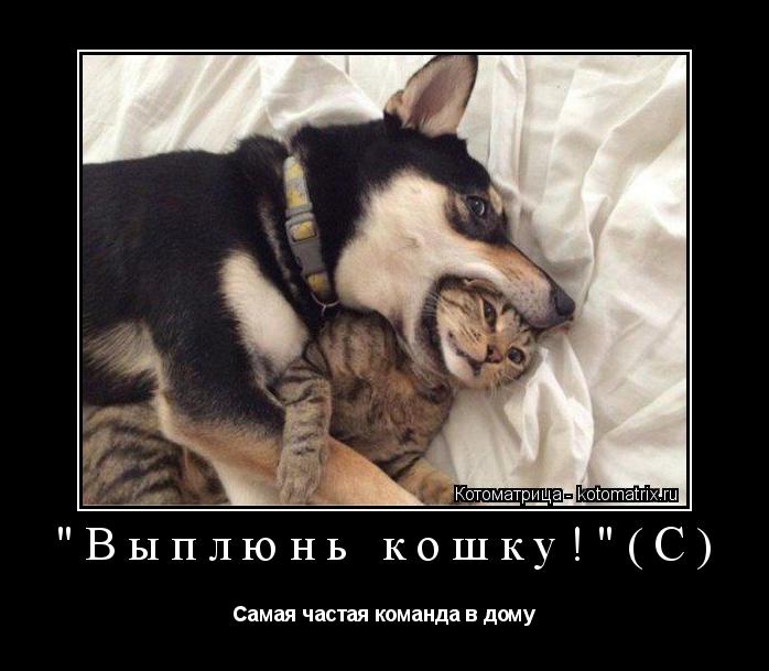 Котоматрица: "Выплюнь кошку!"(С) Самая частая команда в дому