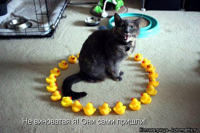 Котоматрица: Не виноватая я! Они сами пришли!