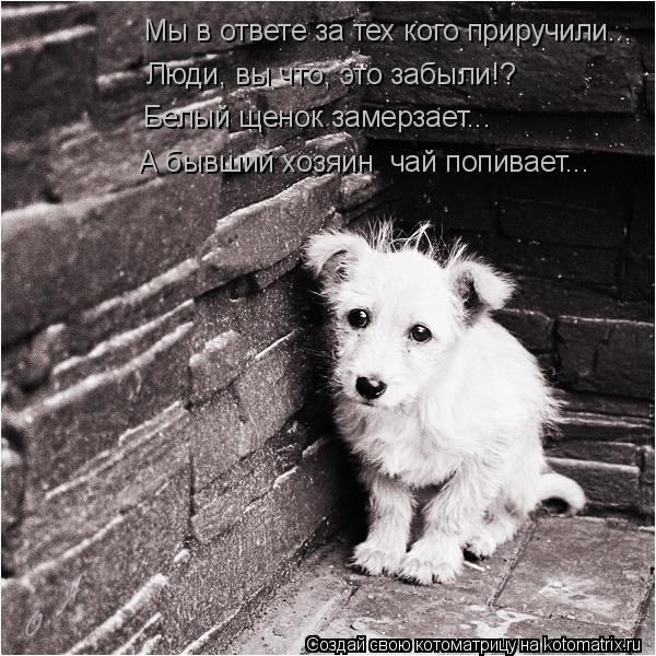 Котоматрица: Мы в ответе за тех кого приручили... Люди, вы что, это забыли!? Белый щенок замерзает... А бывший хозяин  чай попивает...