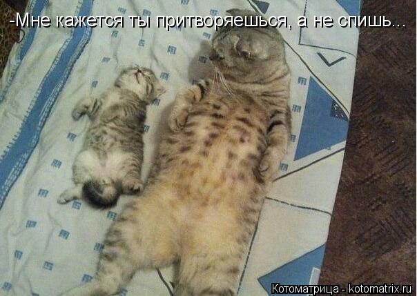 Котоматрица: -Мне кажется ты притворяешься, а не спишь...
