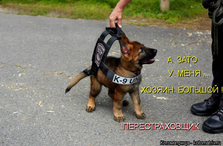 Котоматрица: ХОЗЯИН  БОЛЬШОЙ !  А  ЗАТО  ПЕРЕСТРАХОВЩИК  ПЕРЕСТРАХОВЩИК  У  МЕНЯ ...