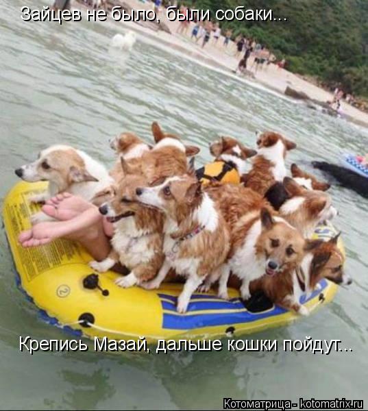 Котоматрица: Зайцев не было, были собаки... Крепись Мазай, дальше кошки пойдут...