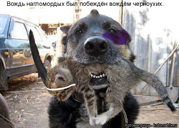 Котоматрица: Вождь нагломордых был побеждён вождём черноухих.