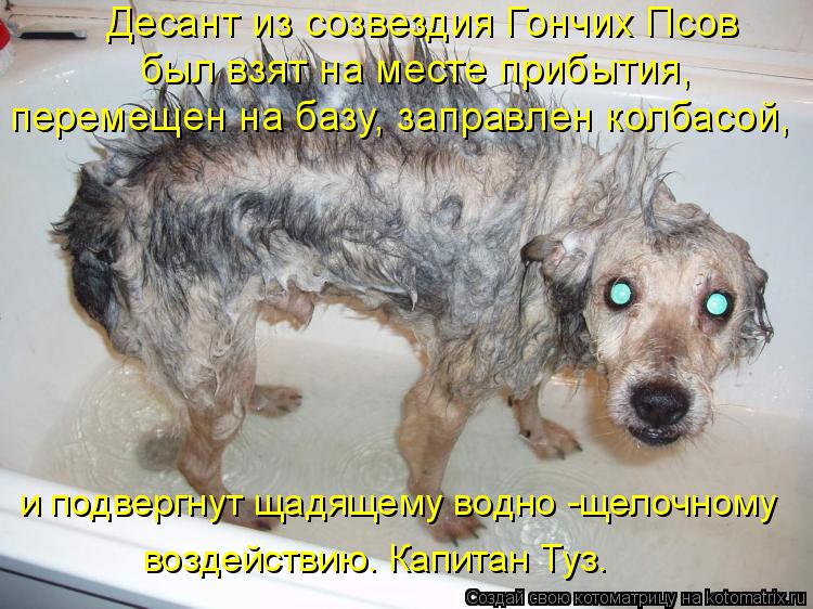 Котоматрица: Десант из созвездия Гончих Псов был взят на месте прибытия,  перемещен на базу, заправлен колбасой,  и подвергнут щадящему водно -щелочному 