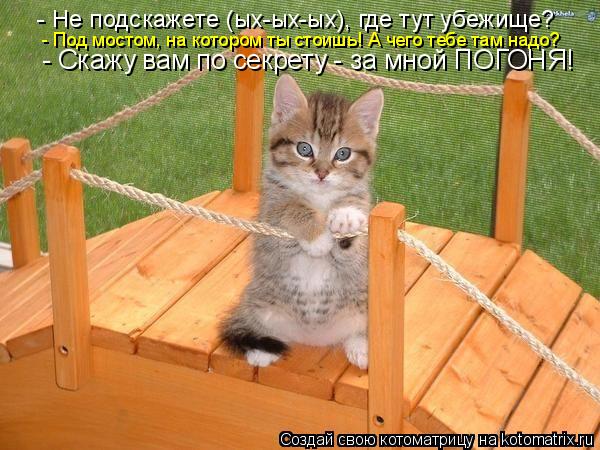 Котоматрица: - Не подскажете (ых-ых-ых), где тут убежище?  - Под мостом, на котором ты стоишь! А чего тебе там надо?  - Скажу вам по секрету - за мной ПОГОНЯ!