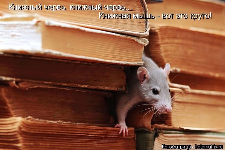 Котоматрица: Книжный червь, книжный червь... Книжная мышь,- вот это круто!