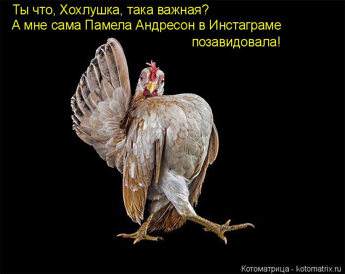 Котоматрица: Ты что, Хохлушка, така важная? А мне сама Памела Андресон в Инстаграме позавидовала!