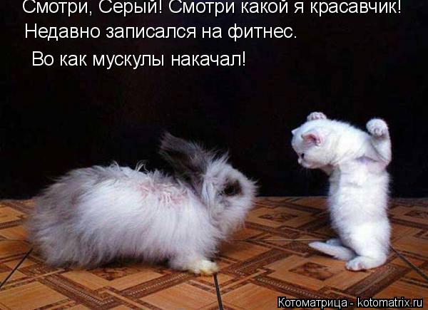 Котоматрица: Смотри, Серый! Смотри какой я красавчик! Недавно записался на фитнес. Во как мускулы накачал!