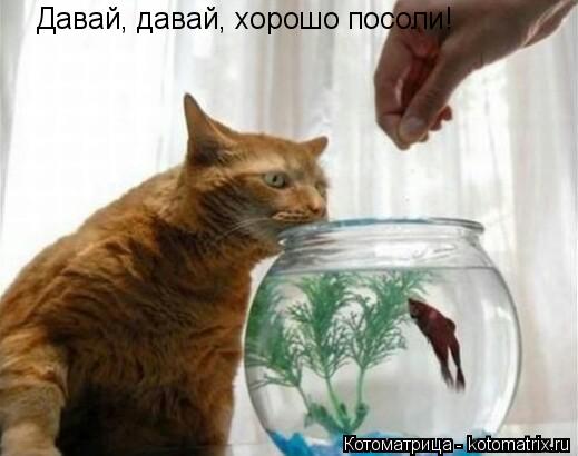 Котоматрица: Давай, давай, хорошо посоли!