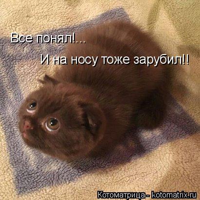 Котоматрица: Все понял!... И на носу тоже зарубил!!