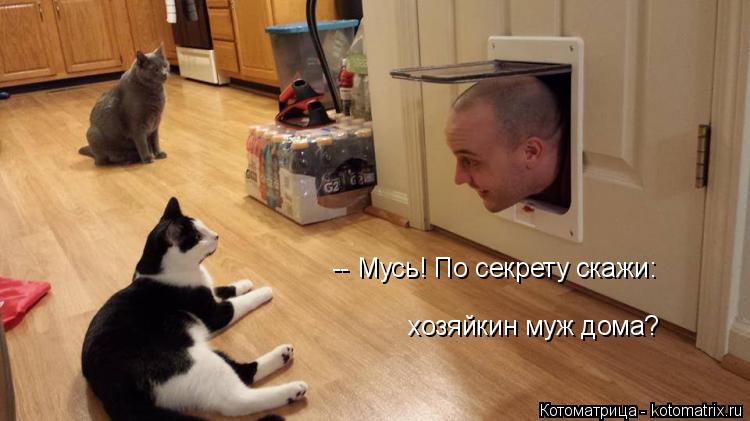 -- Мусь! По секрету скажи: хозяйкин муж дома?... Котоматрица: -- Мусь! По секрету скажи: хозяйкин муж дома?