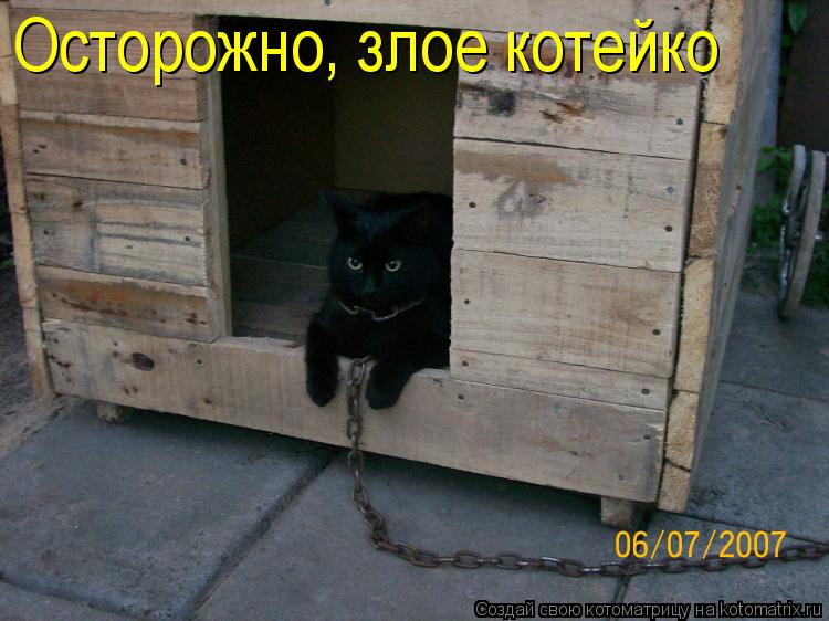 Котоматрица: Осторожно, злое котейко