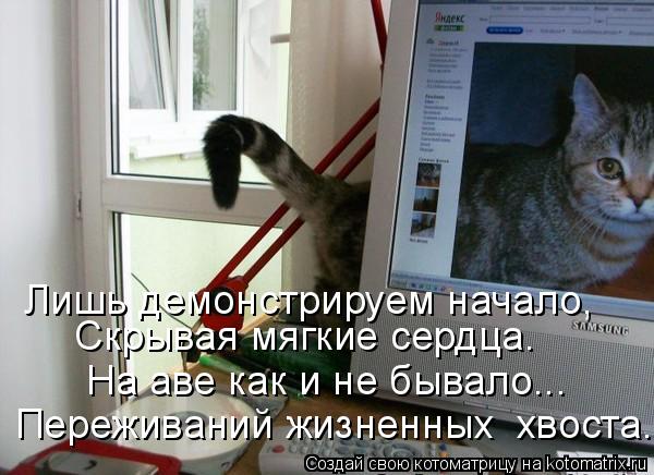 Котоматрица: Переживаний жизненных  хвоста. На аве как и не бывало... Скрывая мягкие сердца. Лишь демонстрируем начало,