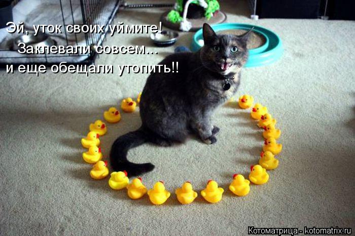 Эй, уток своих уймите! Заклевали совсем... и еще обещали утопить!!... Котоматрица: Эй, уток своих уймите! Заклевали совсем... и еще обещали утопить!!
