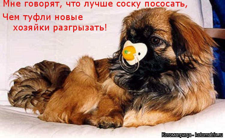 Намордники для пекинесов Намордники для пекинесов