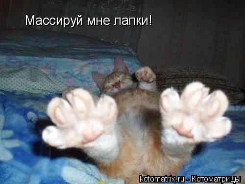 Массируй мне лапки!... Котоматрица: Массируй мне лапки!