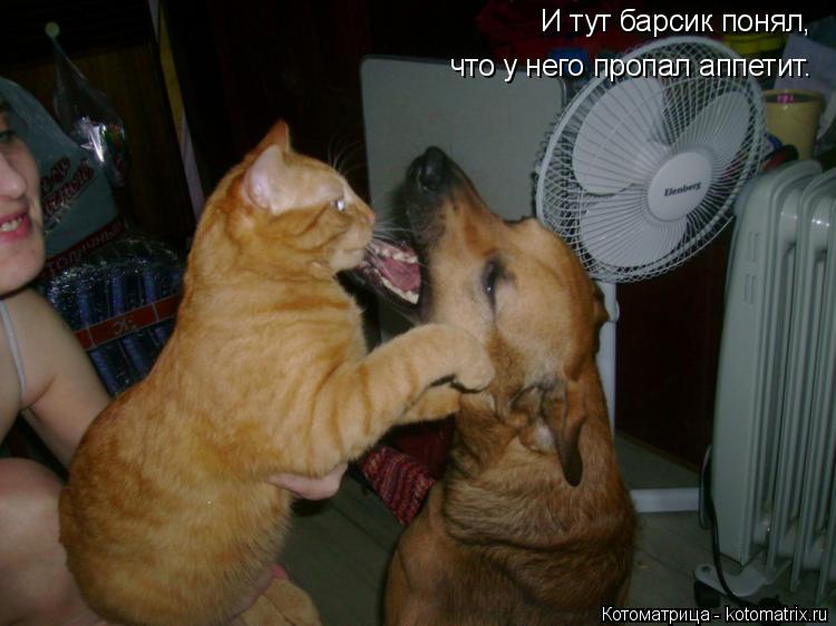 Котоматрица: И тут барсик понял, что у него пропал аппетит.