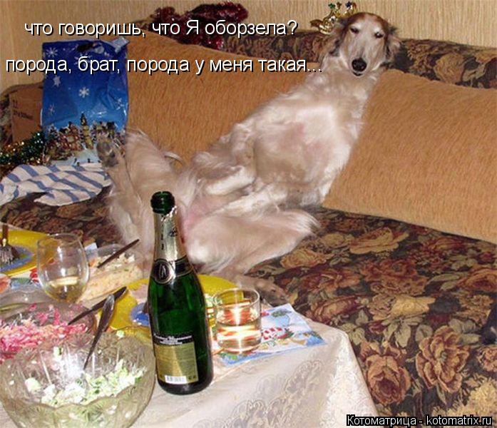 Котоматрица: что говоришь, что Я оборзела? порода, брат, порода у меня такая...