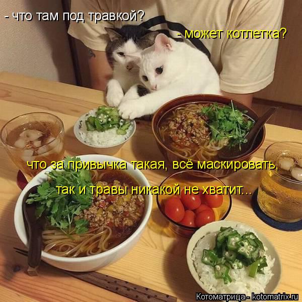 Котоматрица: - что там под травкой? - может котлетка? что за привычка такая, всё маскировать, так и травы никакой не хватит...