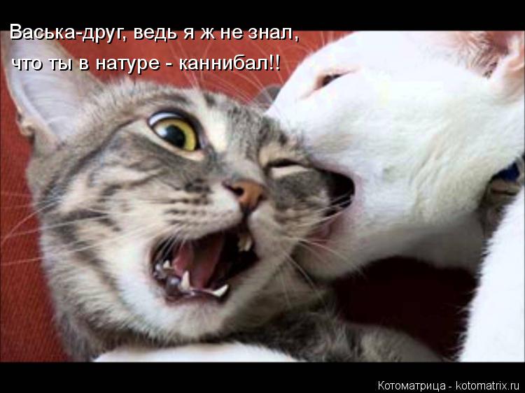 Васька-друг, ведь я ж не знал, что ты в натуре - каннибал!!... Котоматрица: Васька-друг, ведь я ж не знал, что ты в натуре - каннибал!!